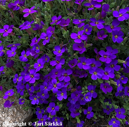 Tarharistikki, Aubrieta x cultorum 'Blaumeise'